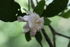 Gardenia jasminoides